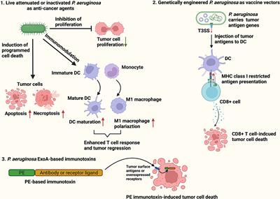 Pseudomonas aeruginosa in Cancer Therapy: Current Knowledge, Challenges and Future Perspectives